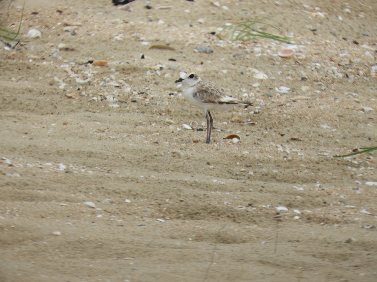 kulík malajský - ML640354559