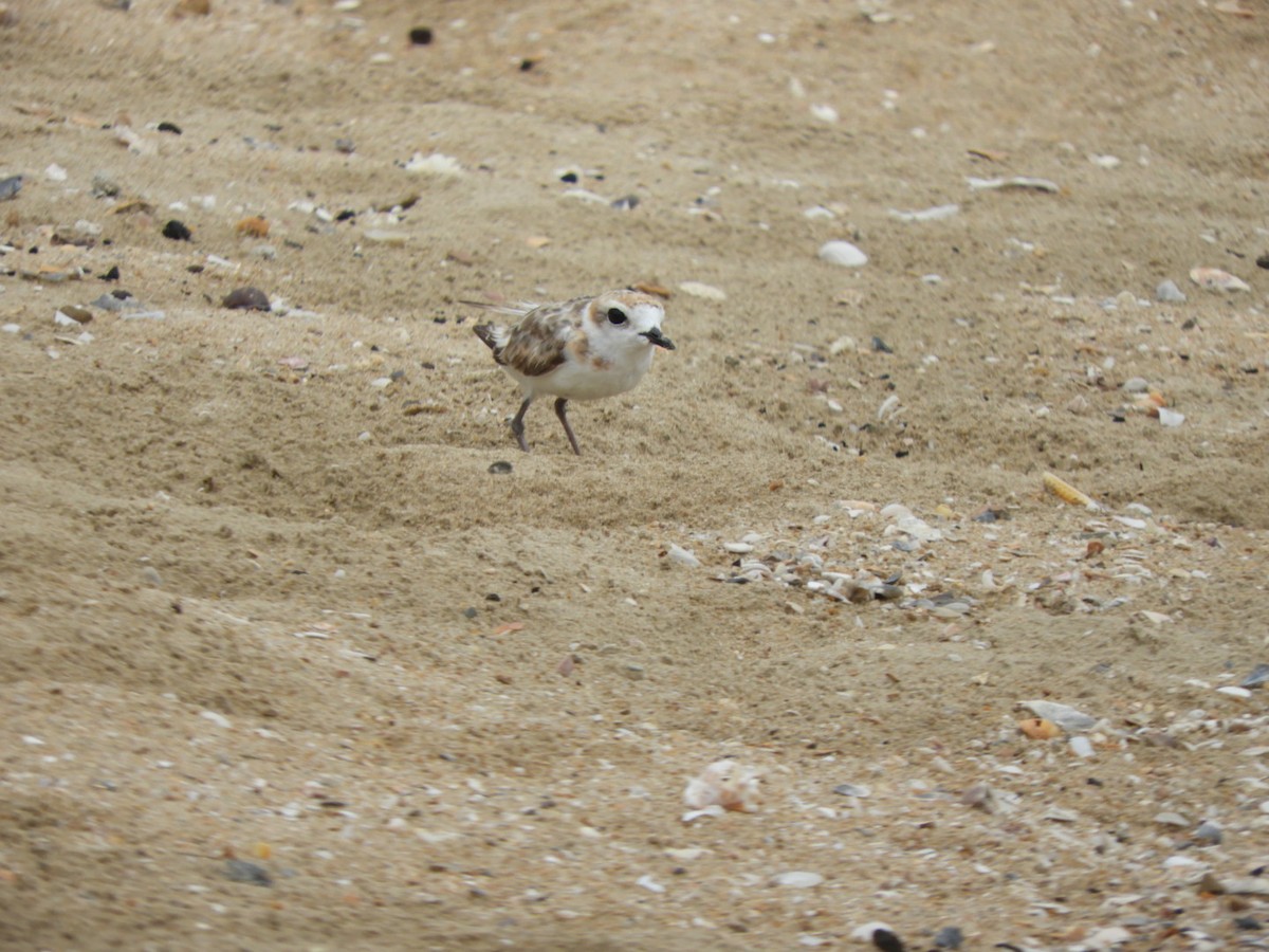 kulík malajský - ML640354560