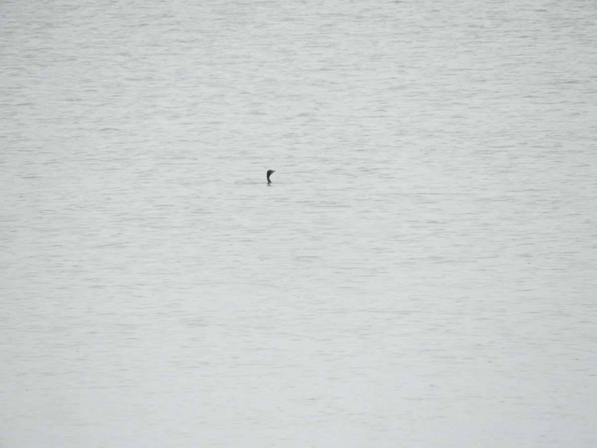 kormorán menší - ML640354578