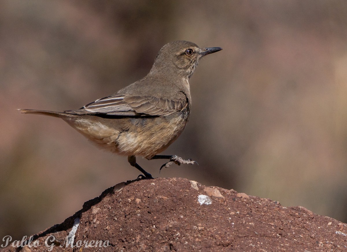 Black-billed Shrike-Tyrant - ML640354614