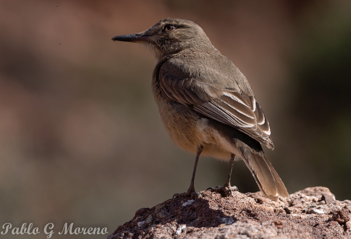 Black-billed Shrike-Tyrant - ML640354615