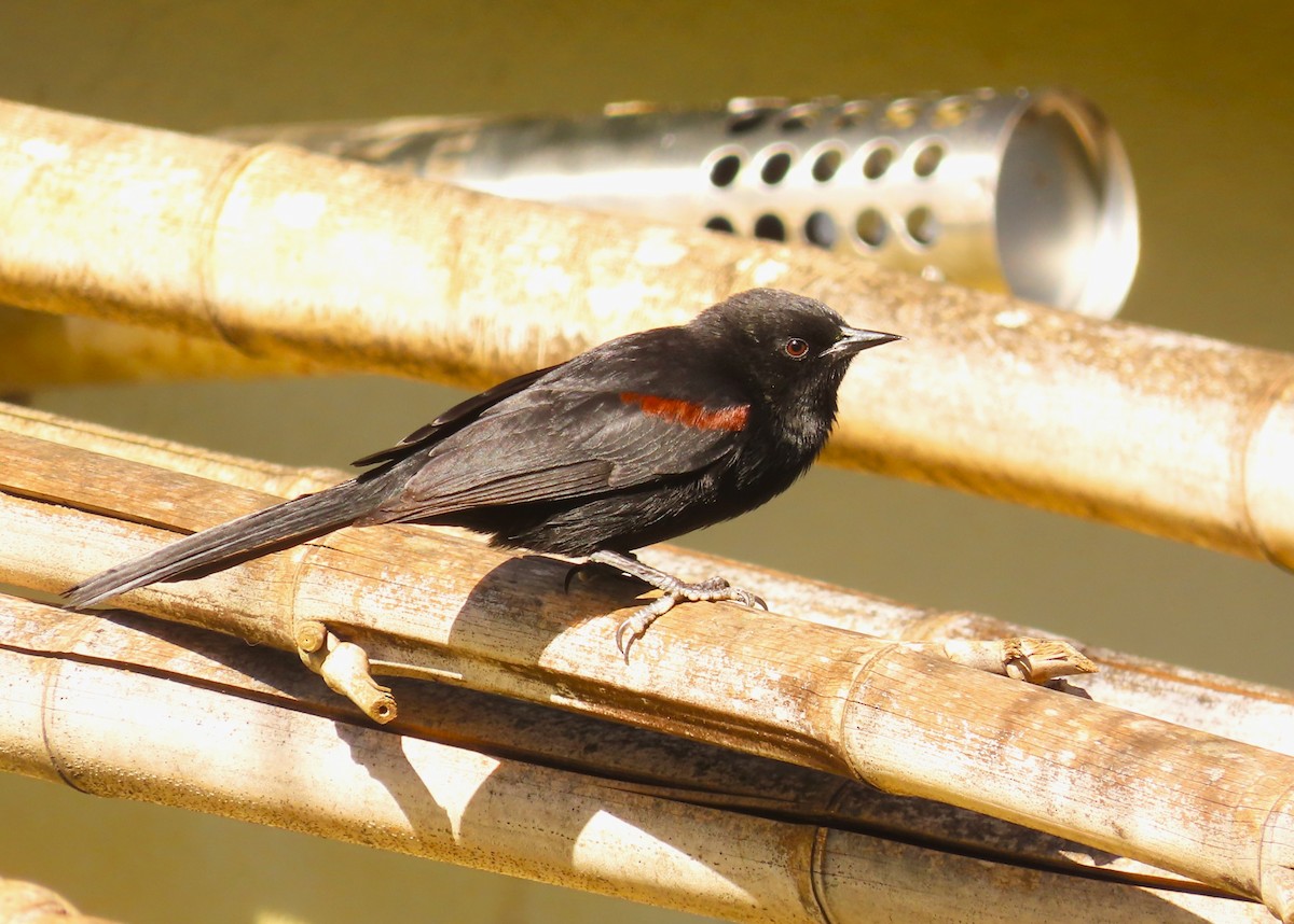 Variable Oriole - ML640354624
