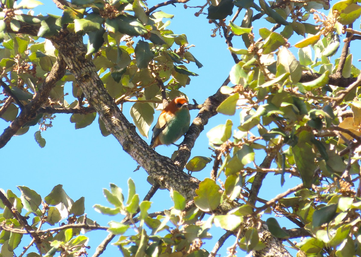 Chestnut-backed Tanager - ML640354628