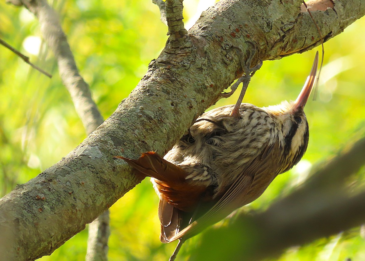 Narrow-billed Woodcreeper - ML640354631
