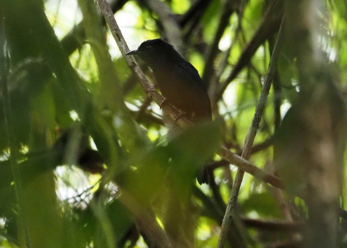 Square-tailed Drongo-Cuckoo - ML640354667