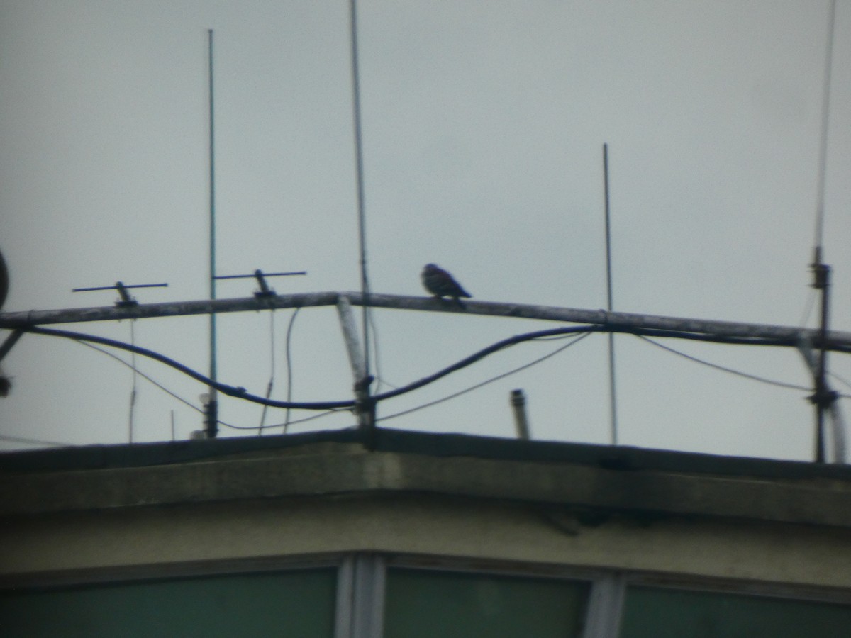 Speckled Pigeon - ML640354674