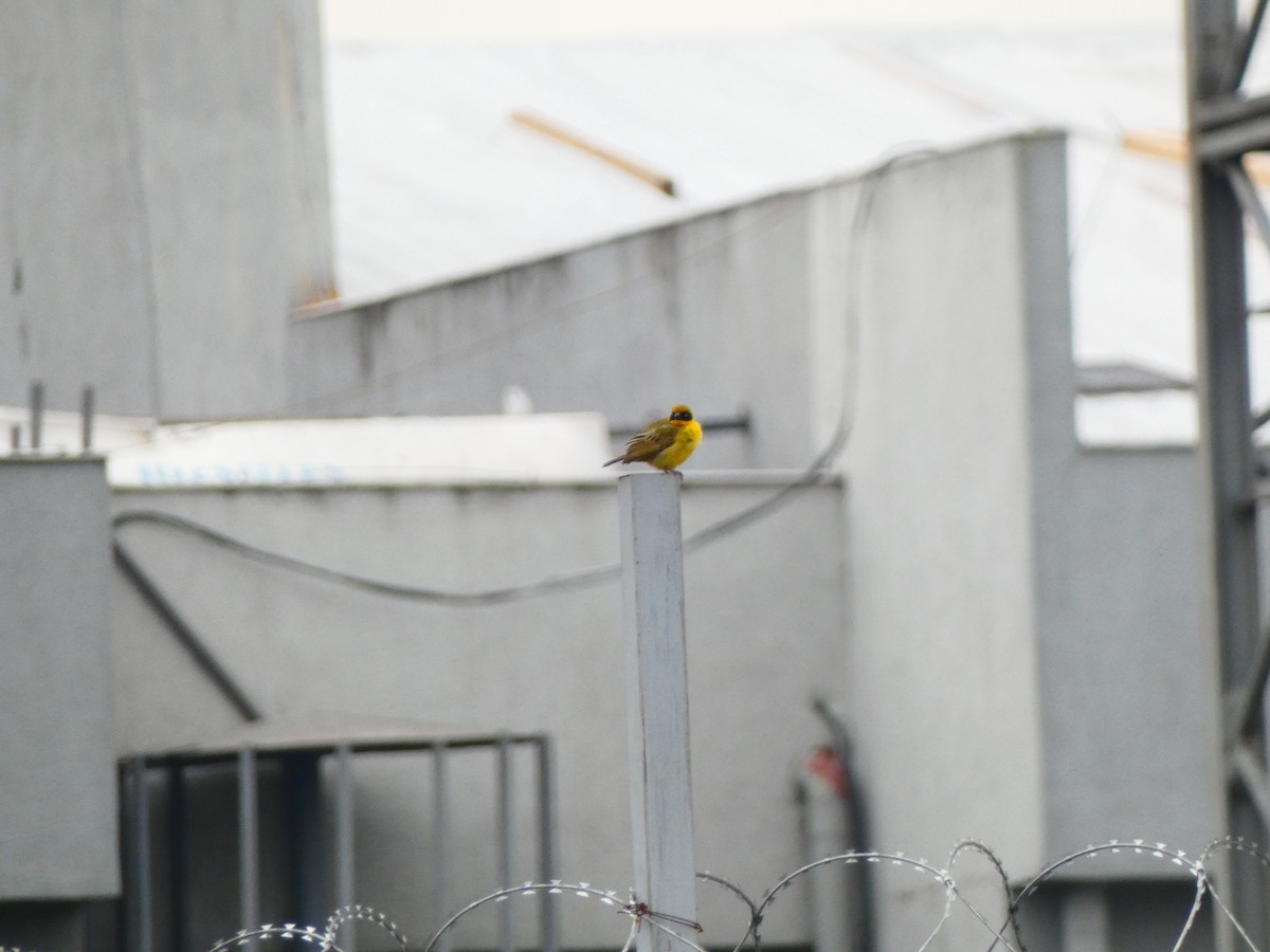 Baglafecht Weaver (Baglafecht) - ML640354690