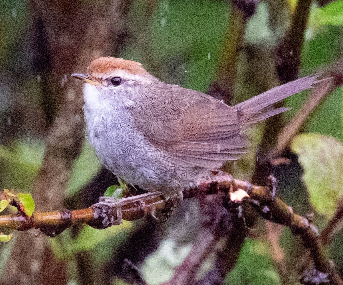 Gray-sided Bush Warbler - ML640354694