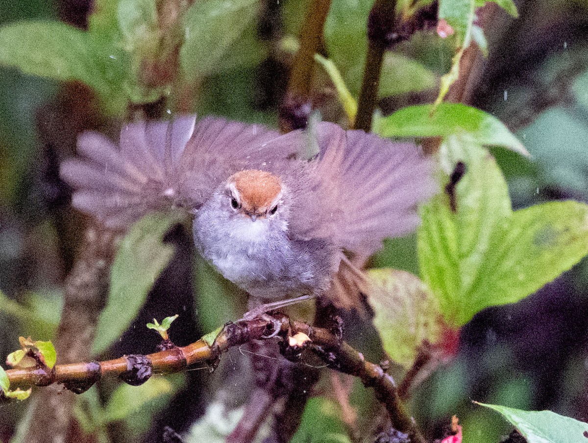 Gray-sided Bush Warbler - ML640354699