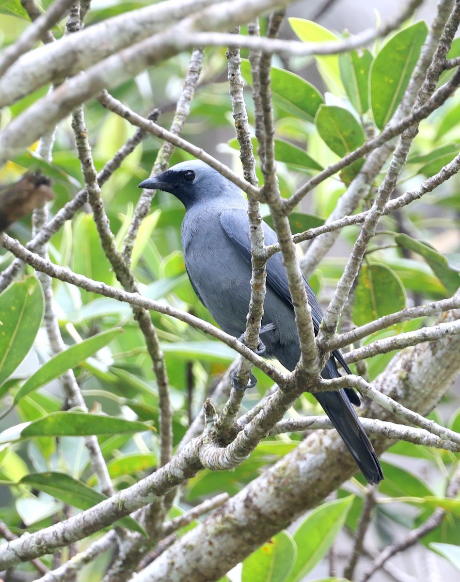 Boyer's Cuckooshrike - ML640354712