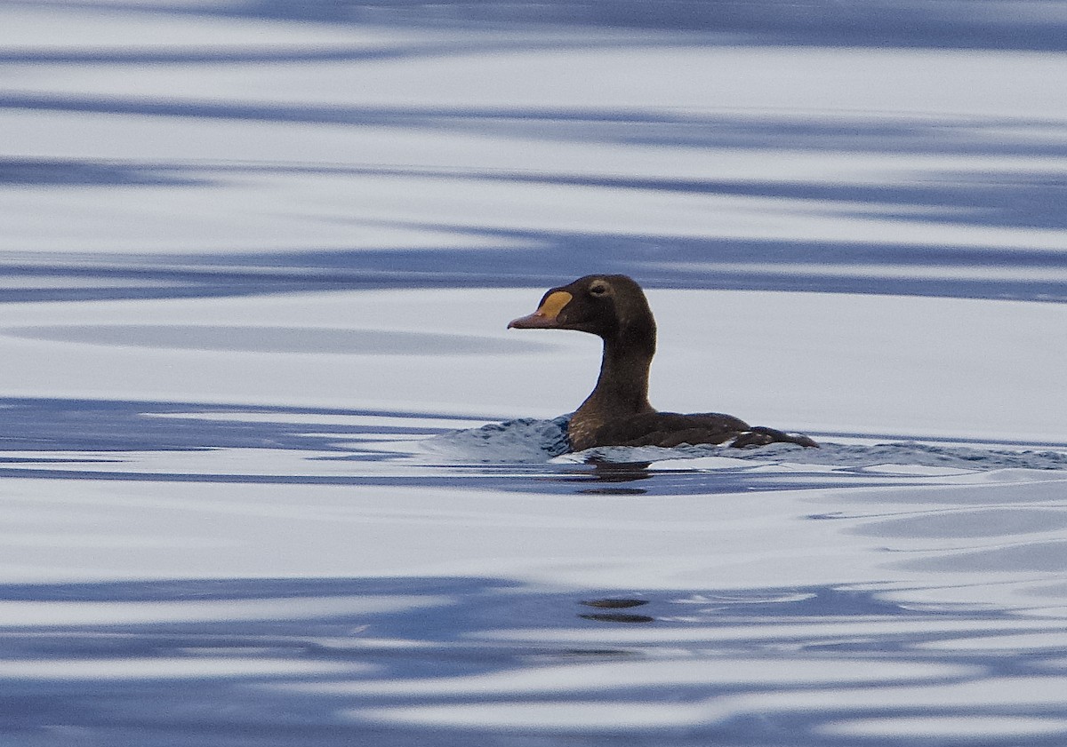 King Eider - ML640354720