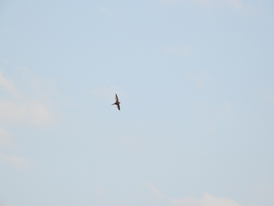 Common Swift - ML640354770