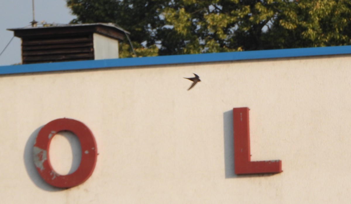 Common Swift - ML640354771