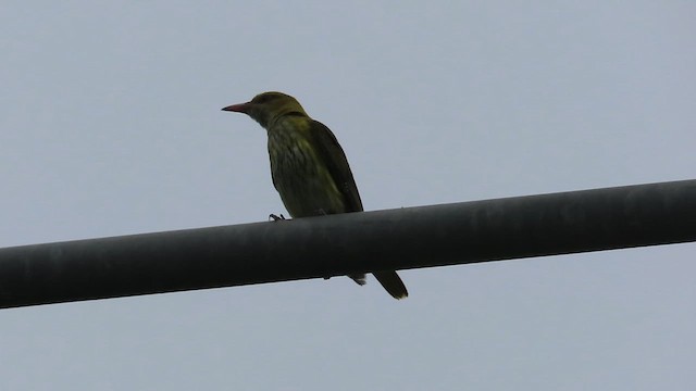 Indian Golden Oriole - ML640354775