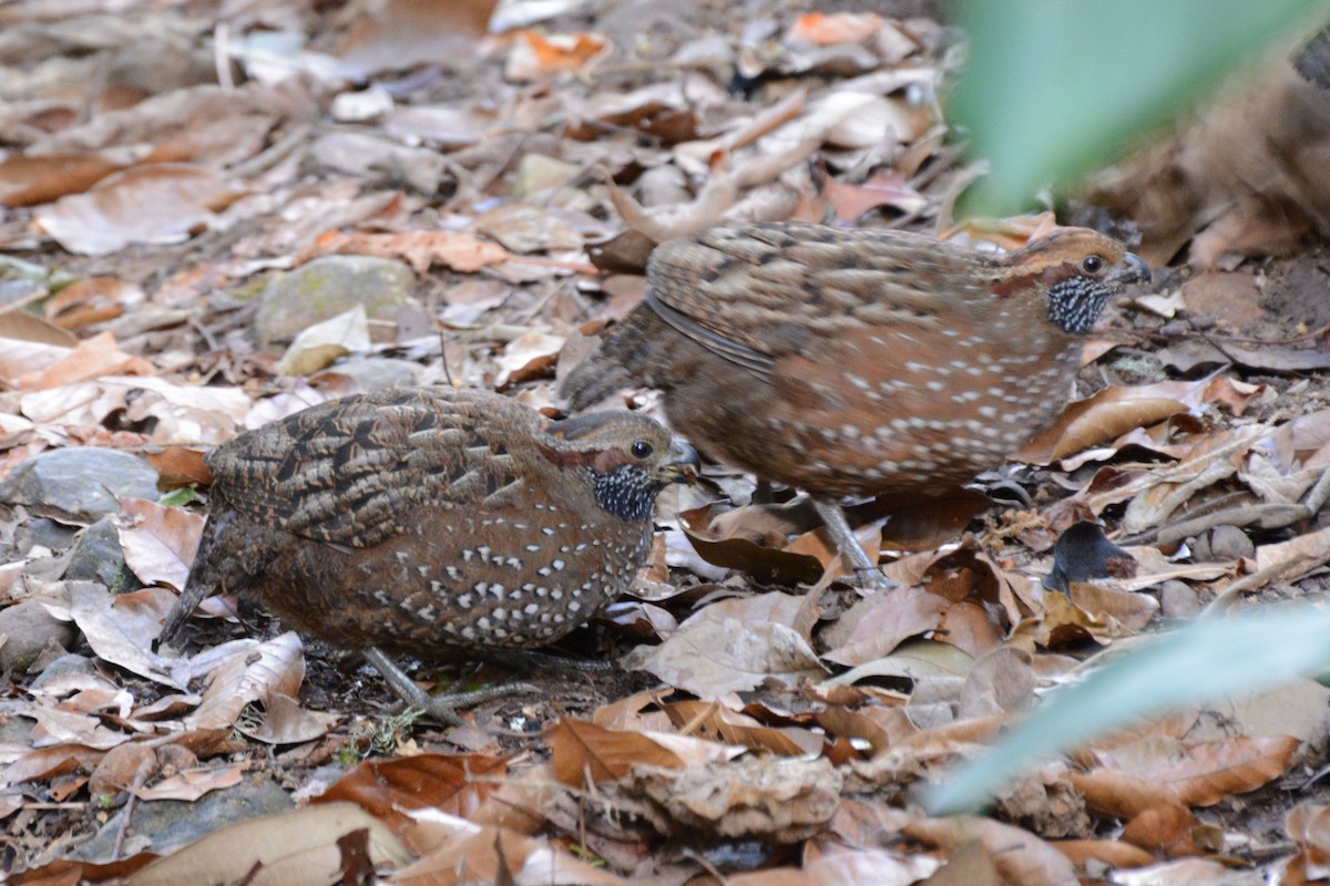 Spotted Wood-Quail - ML64035481