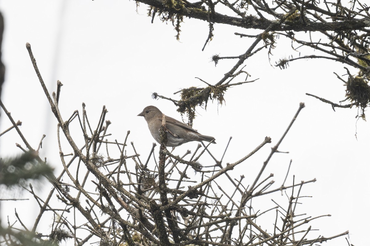 Blanford's Rosefinch - ML640354899