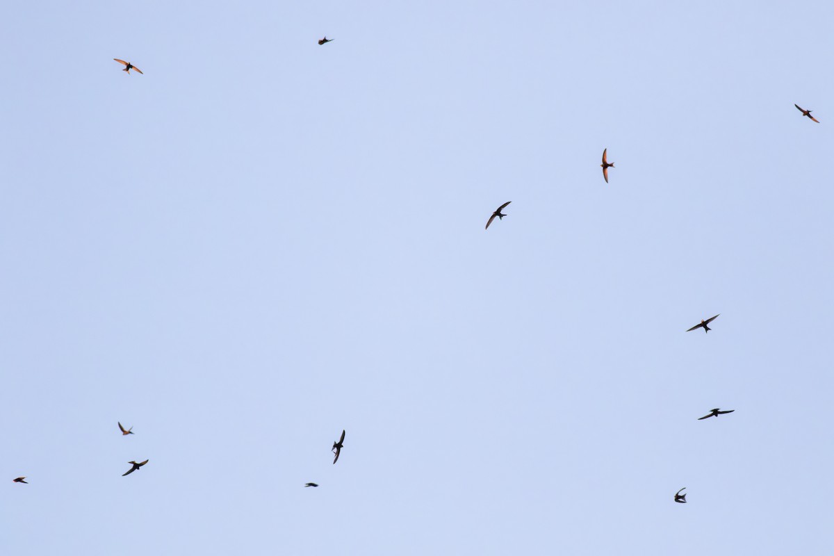 Common Swift - ML640354912