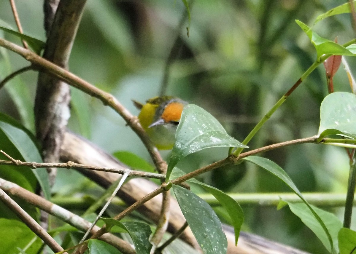 Mountain Tailorbird - ML640354942