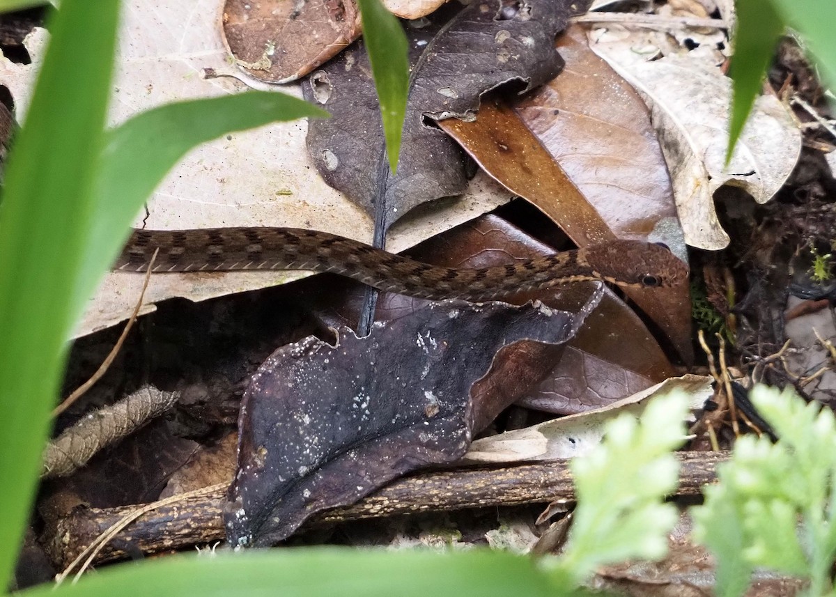 Sarawak Keelback - ML640354947