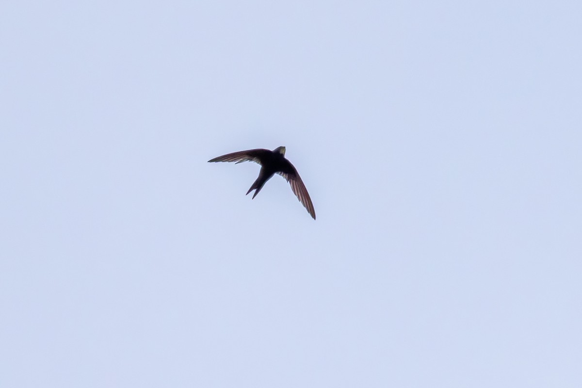 Common Swift - ML640355017