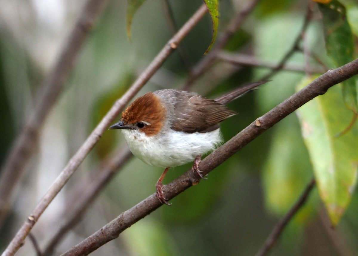 Chestnut-crested Yuhina - ML640355021