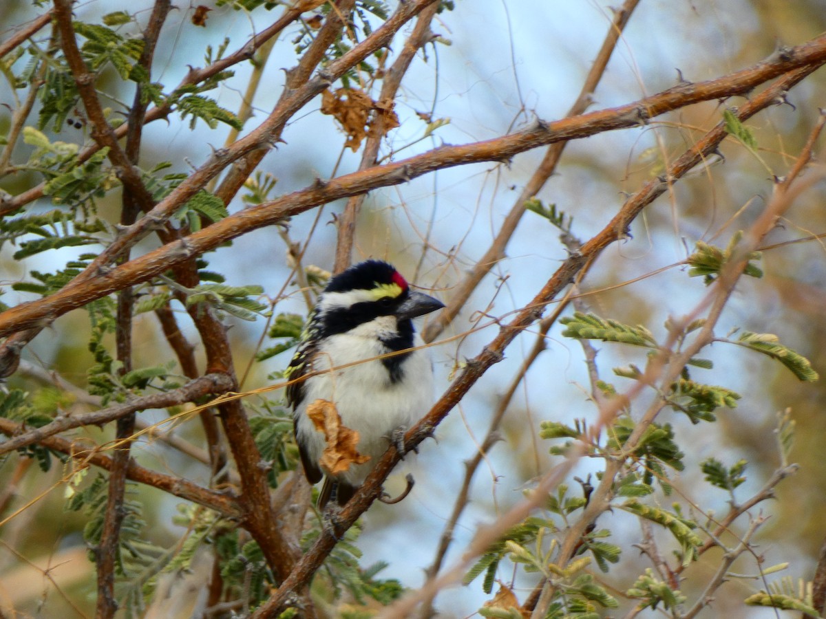 Rotstirn-Bartvogel - ML640355047