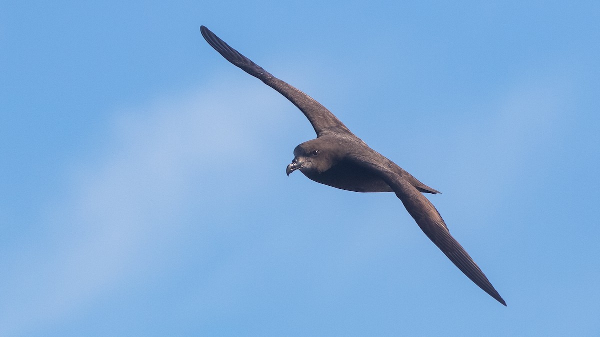 Gray-faced Petrel - ML640355075