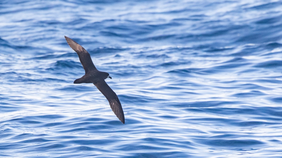 Gray-faced Petrel - ML640355076