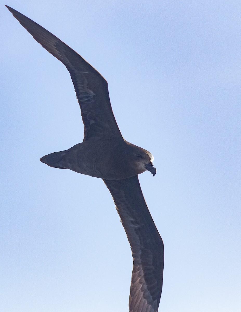 Gray-faced Petrel - ML640355077