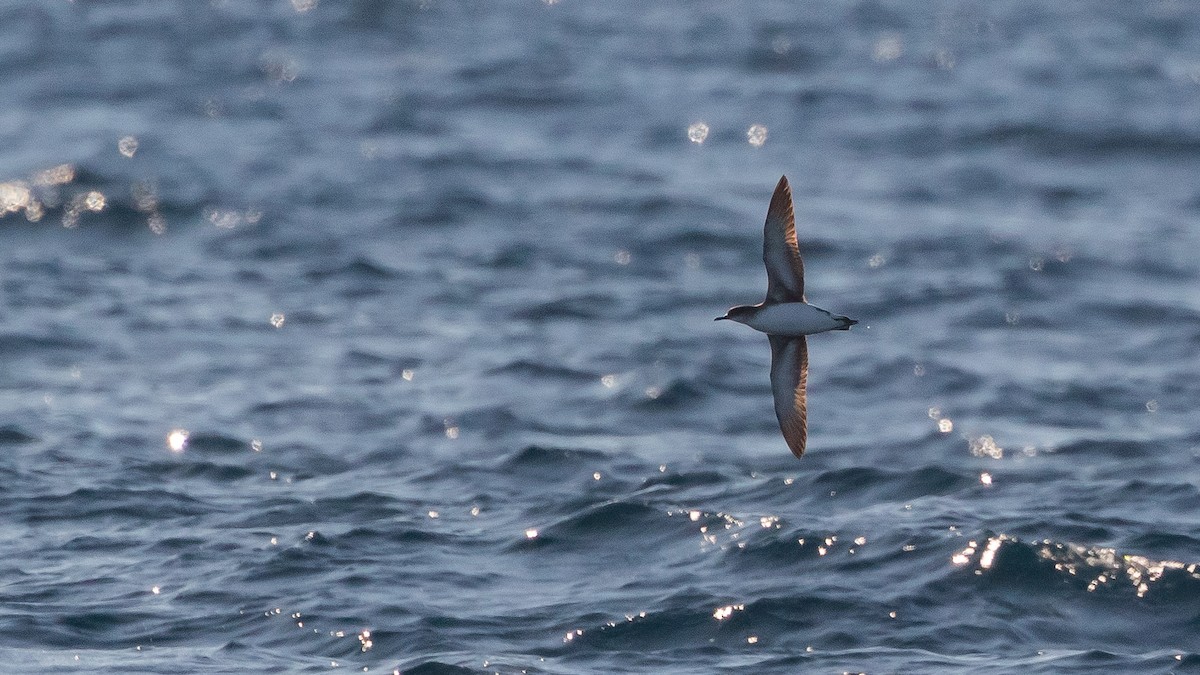 Fluttering Shearwater - ML640355105