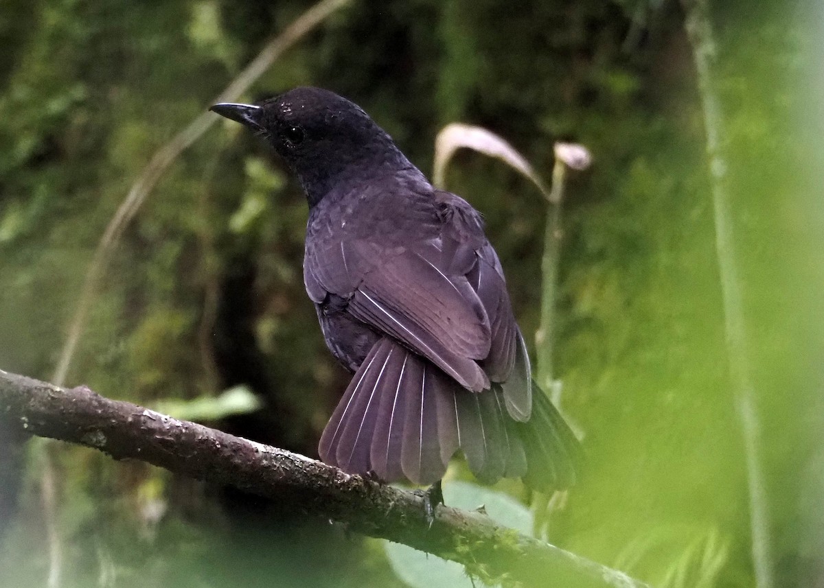 Bornean Whistling-Thrush - ML640355135