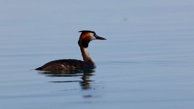 potápka roháč - ML640355166