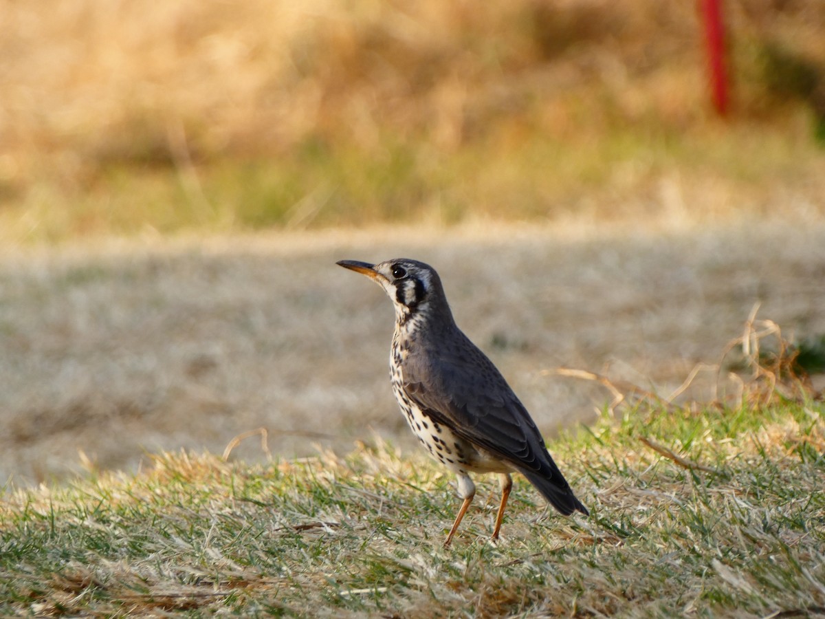 Groundscraper Thrush - ML640355189