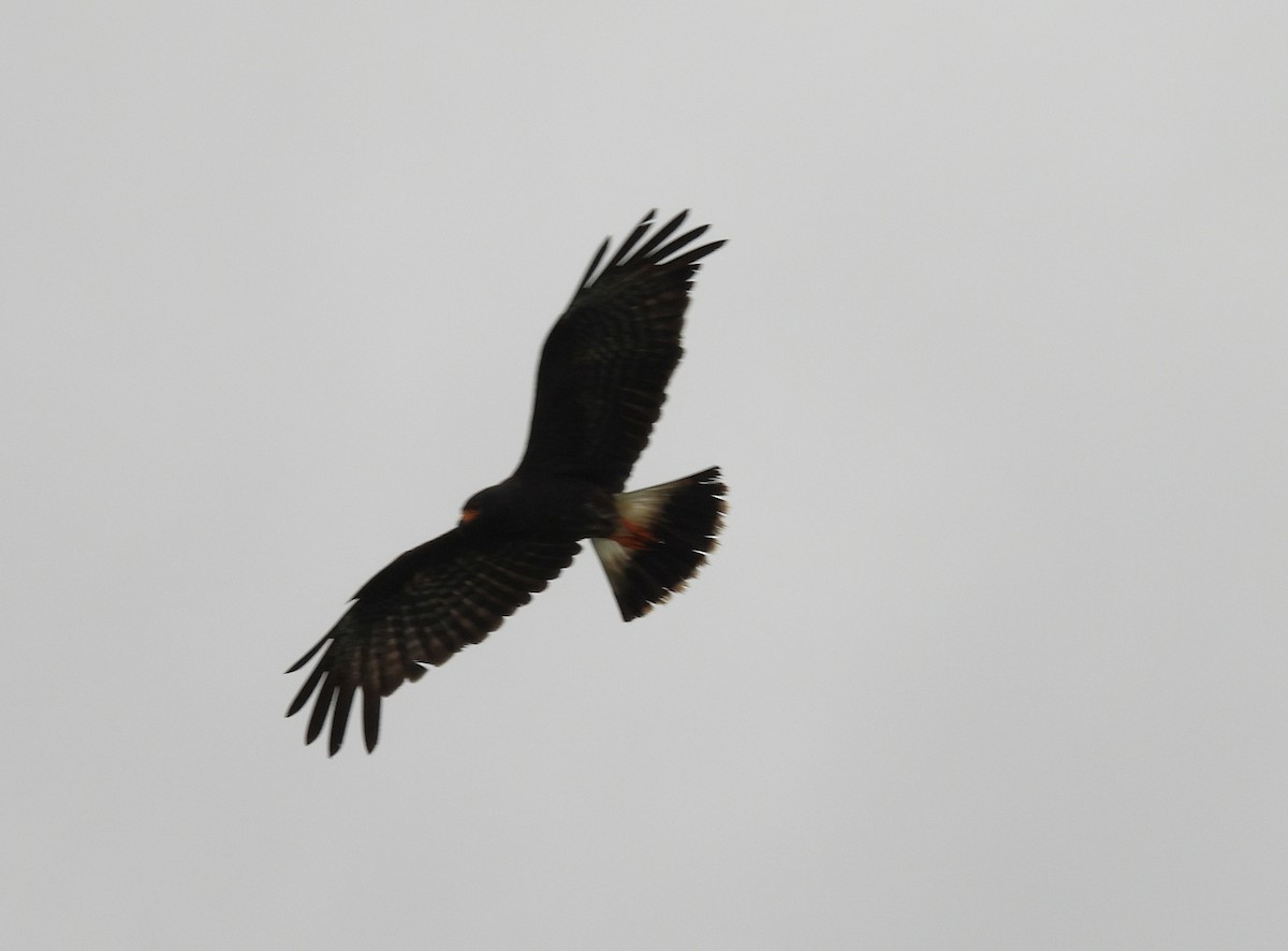 Snail Kite - ML640355209