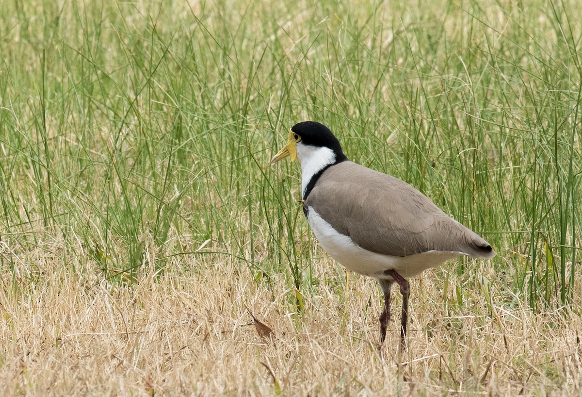 čejka australská - ML64035521