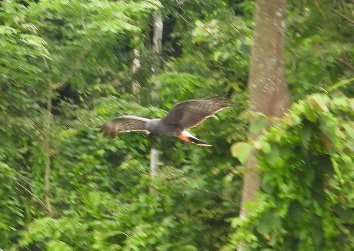 Snail Kite - ML640355210