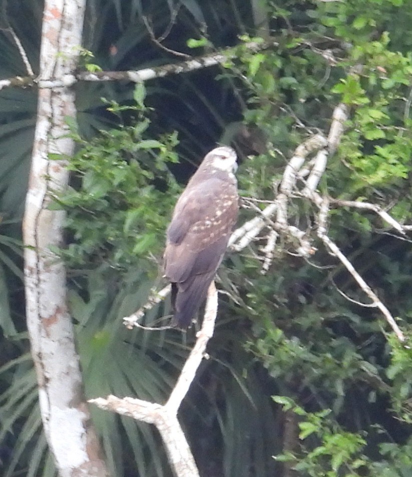 Snail Kite - ML640355237