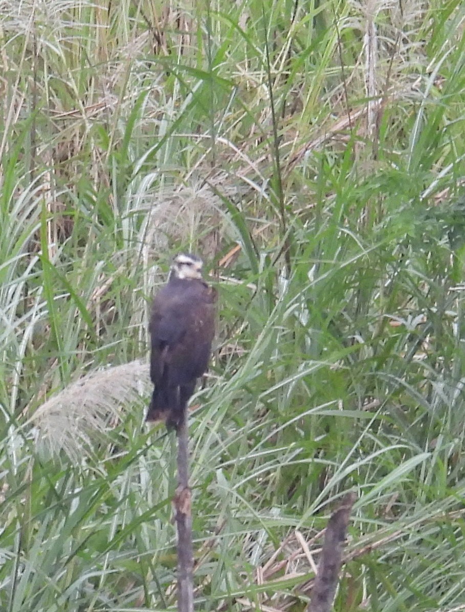 Snail Kite - ML640355238