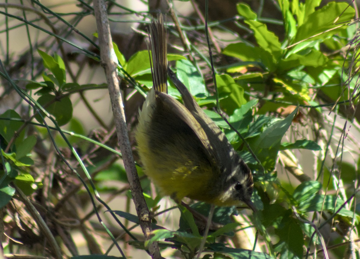 Golden-crowned Warbler - ML640355272