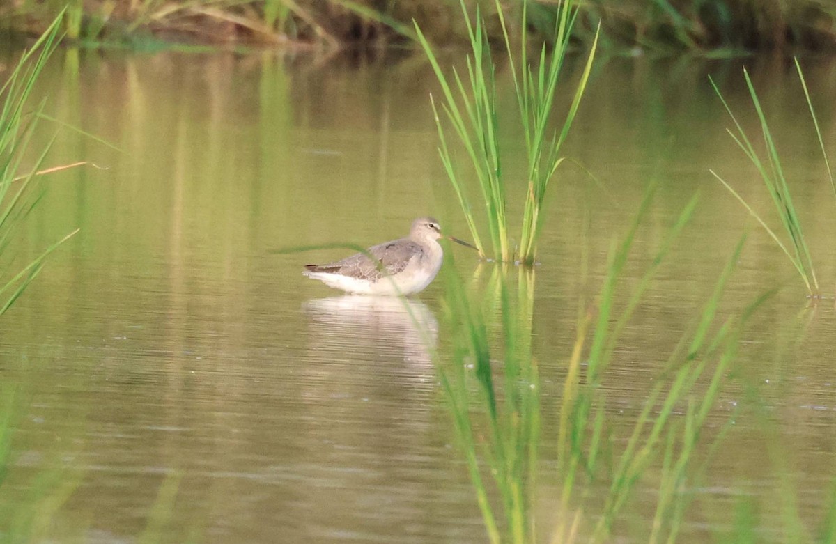 Spotted Redshank - ML640355285