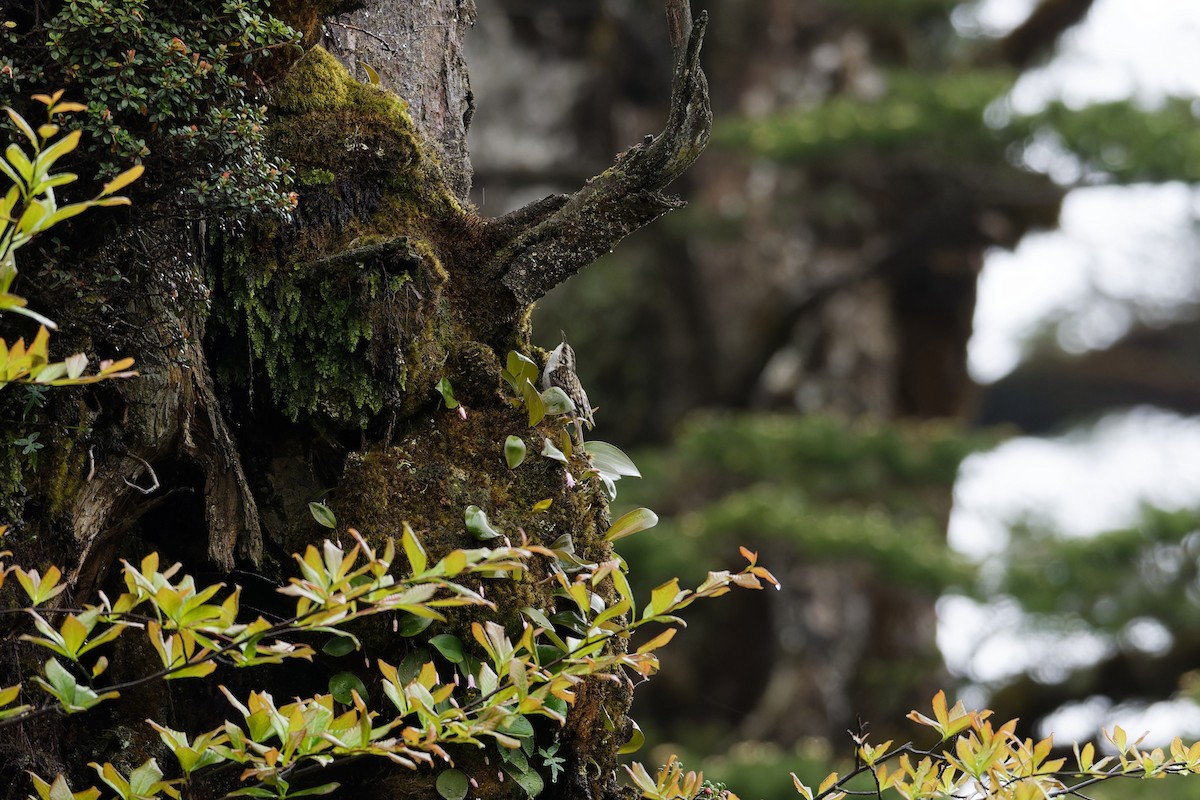 Hodgson's Treecreeper - ML640355302
