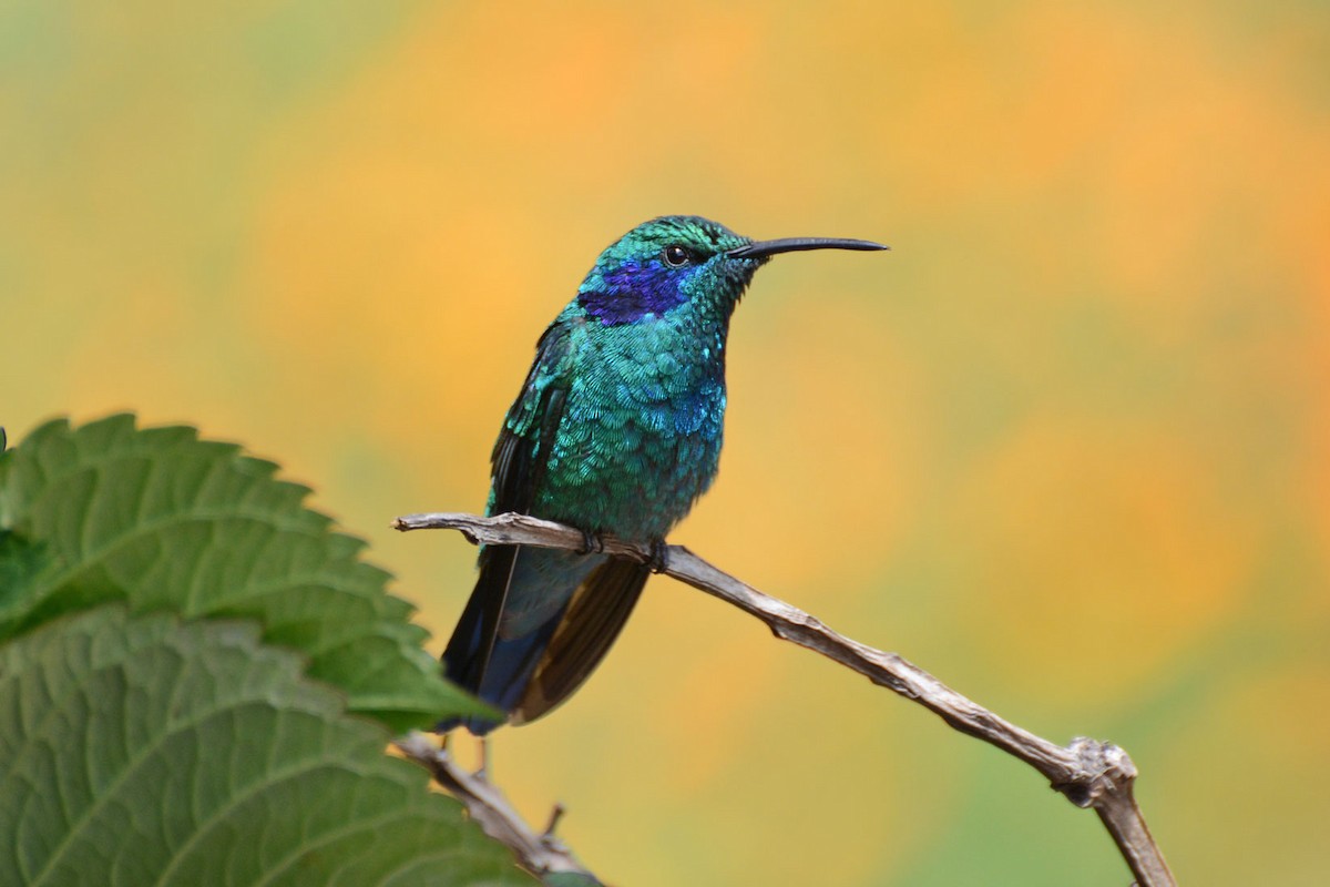 Colibrí Oreja Violeta Menor - ML64035531