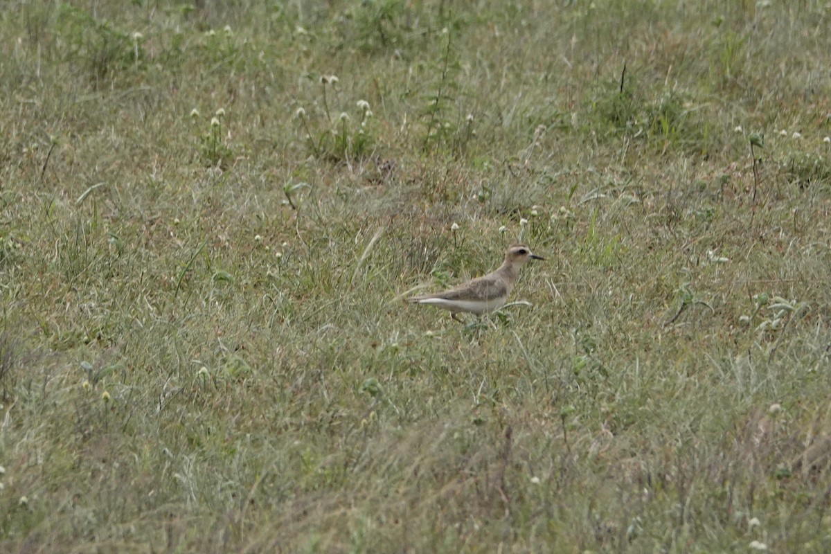 Caspian Plover - ML640355334