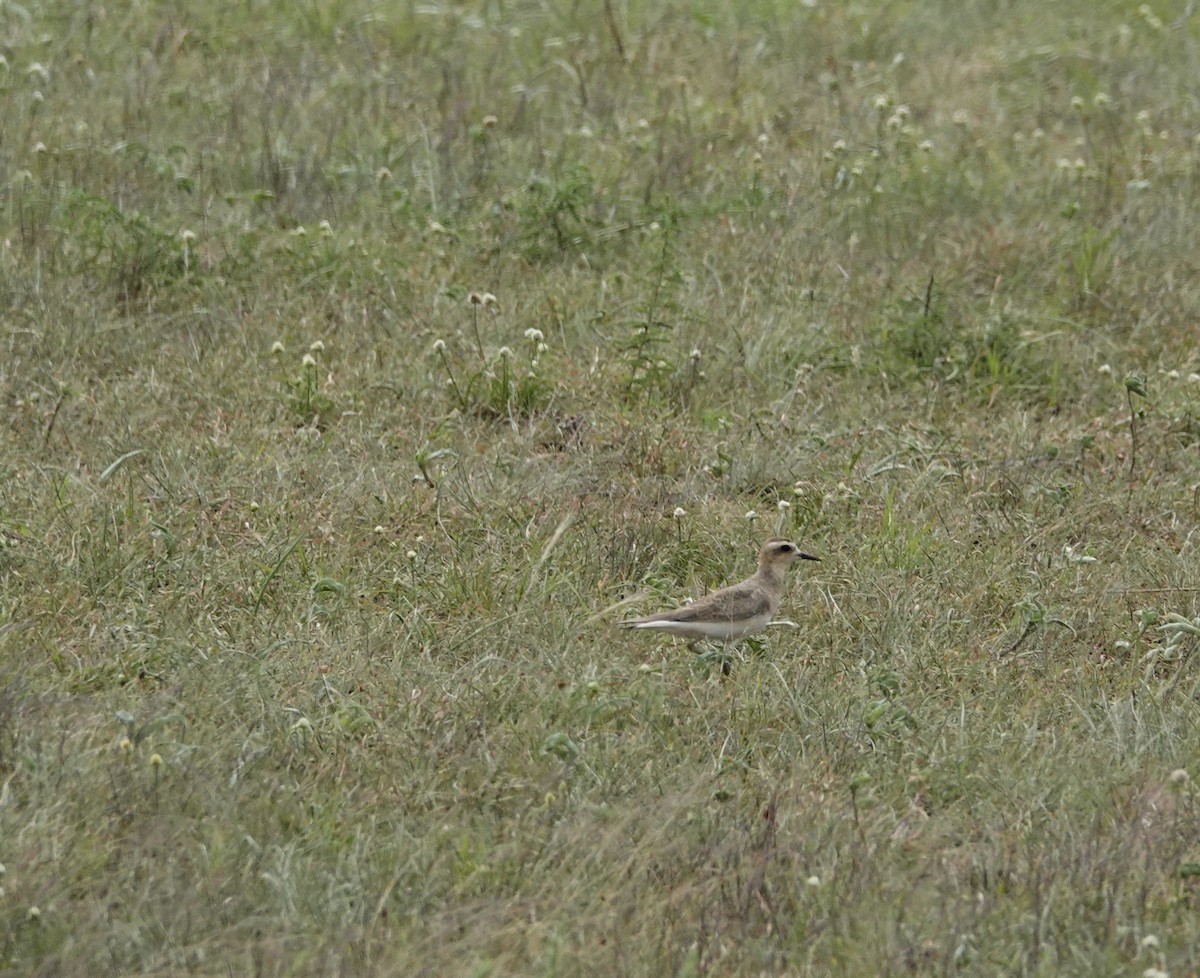 Caspian Plover - ML640355336