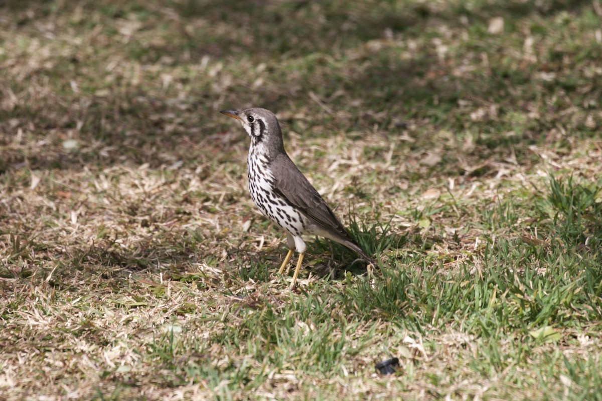 Groundscraper Thrush - ML640355359