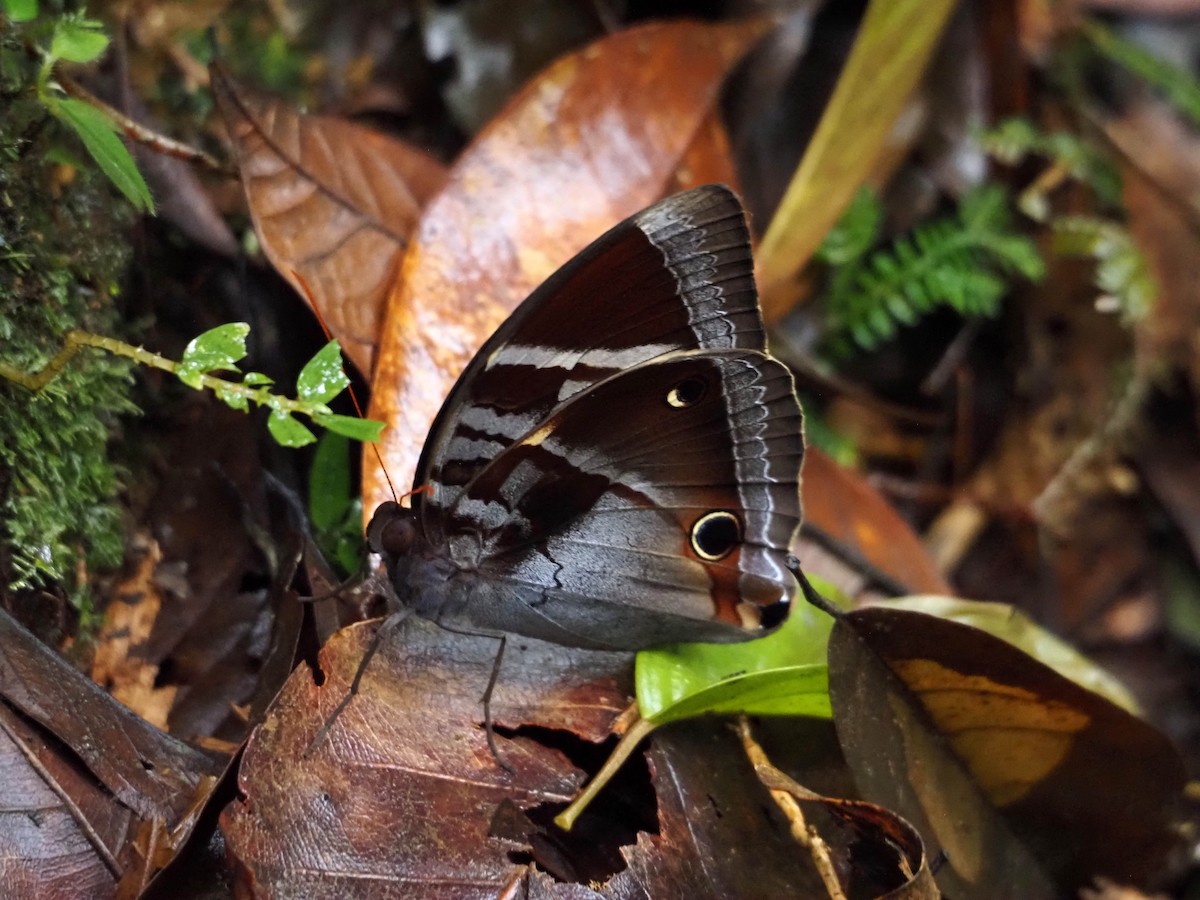 Malayan Jungle Glory - ML640355365