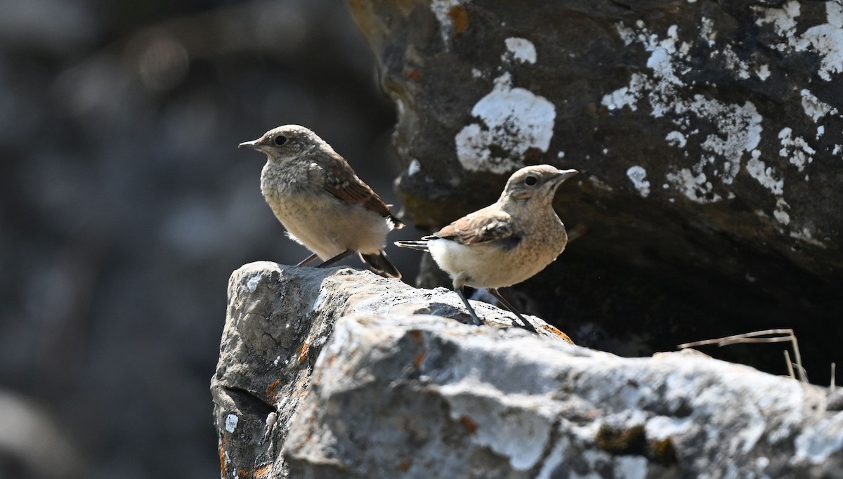 Northern Wheatear - ML640355494