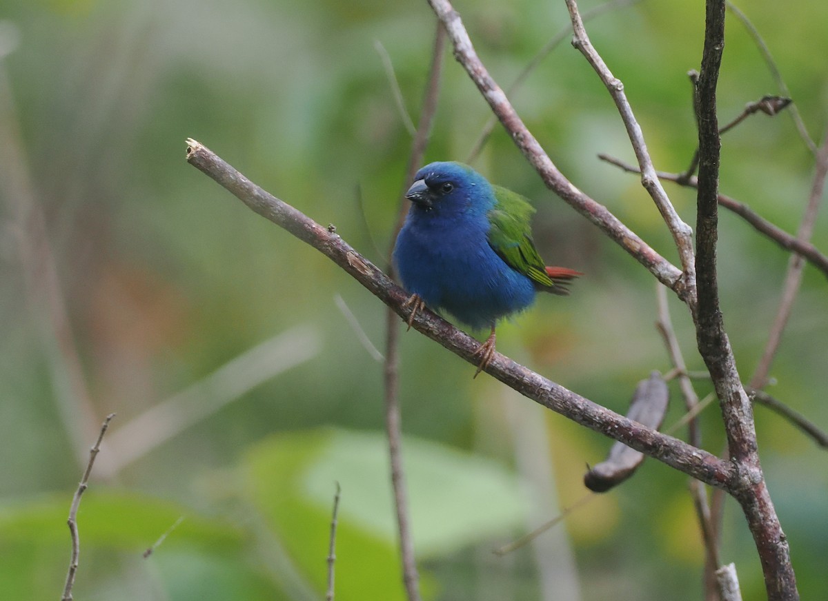 Tricolored Parrotfinch - ML640355597