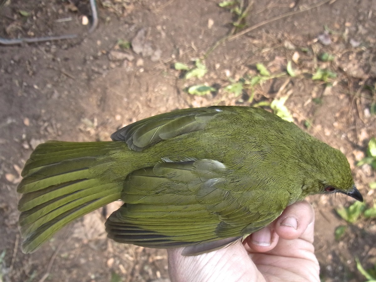 Yellow-necked Greenbul - ML640355600