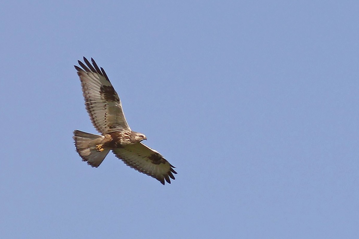 Rough-legged Hawk - ML640355604